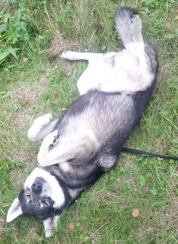 One of our dogs lying on its back and looking cute